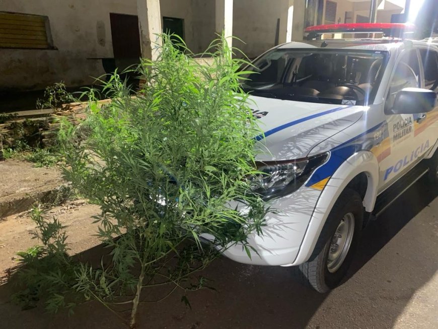 Pé de maconha de 1,50 metro é apreendido na casa de jovem denunciado por agredir a esposa em MG