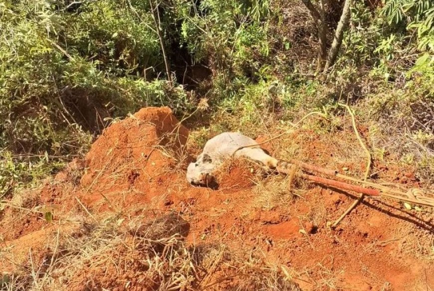 Vaca Nelore é resgatada de voçoroca de 9 metros de profundidade em Oliveira